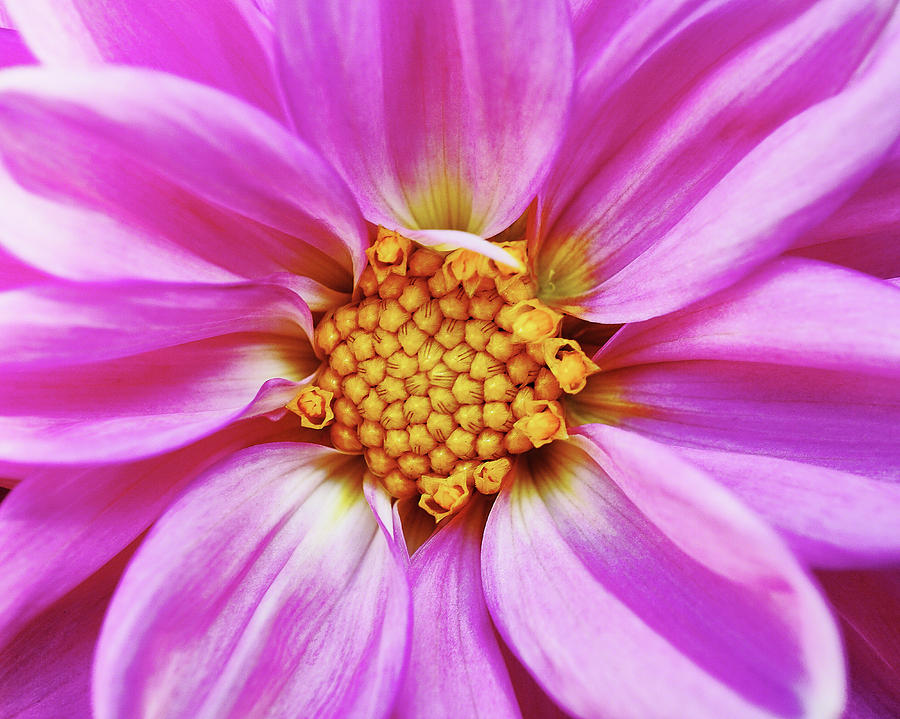 Variegated Pink Zinnia Macro Photograph by Kenneth Roberts