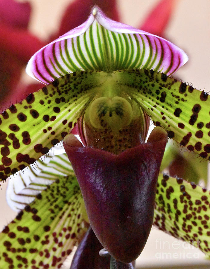Variegated Spotted Paphiopedilum Orchid Photograph by Nancy Mueller