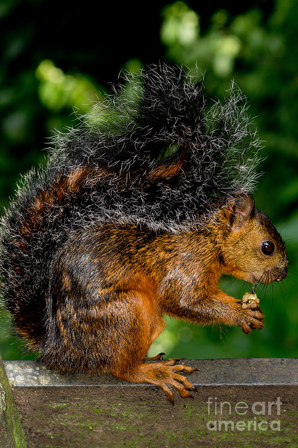 Variegated Squirrel Photograph by Dant Fenolio