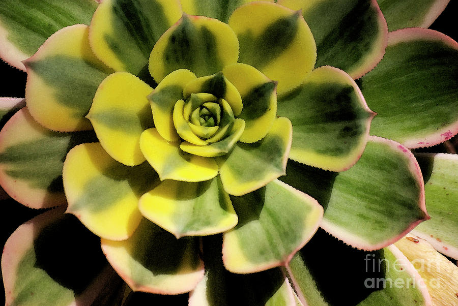 Flowers Still Life Photograph - Variegated Succulent by Jim And Emily Bush