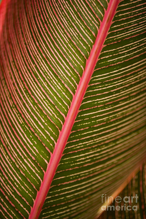Variegated Ti-Leaf 2 Photograph by Ron Dahlquist - Printscapes