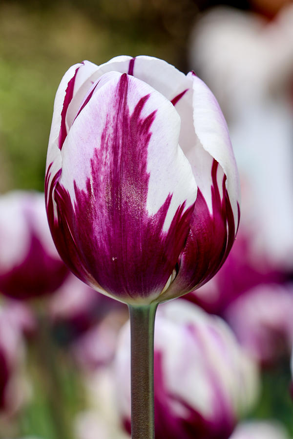 Variegated Tulip Photograph by Dan Norton