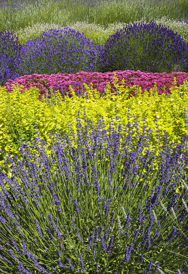 Variety in the Lavender Photograph by Eggers Photography