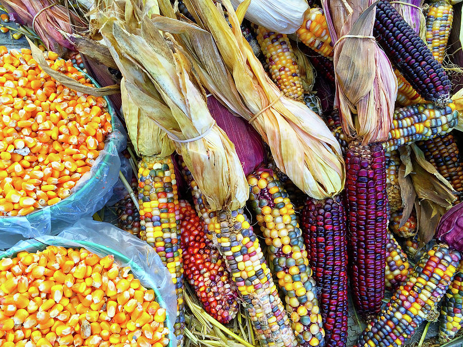 Vegetable Photograph - Variety of colorful corn by GoodMood Art