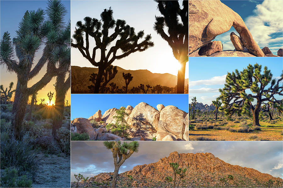 Variety of Joshua Tree Collage Photograph by Joseph S Giacalone