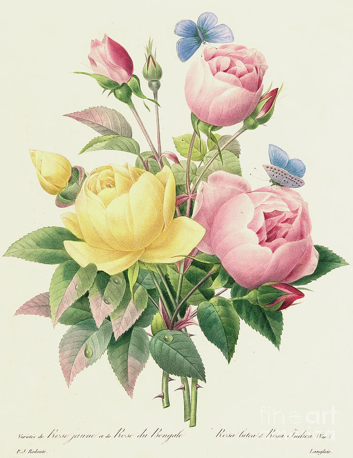 Pierre Joseph Redoute Painting - Variety of Yellow Roses and Bengal Roses by Pierre Joseph Redoute