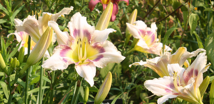 Varigated Lilies Photograph by Ellen Tully
