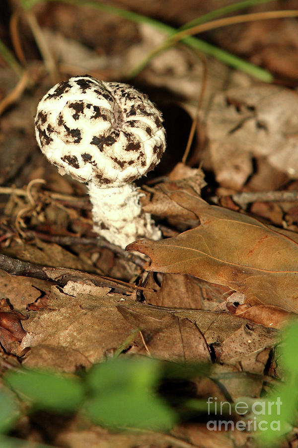 Varigated Mushroom Photograph by Alan Look