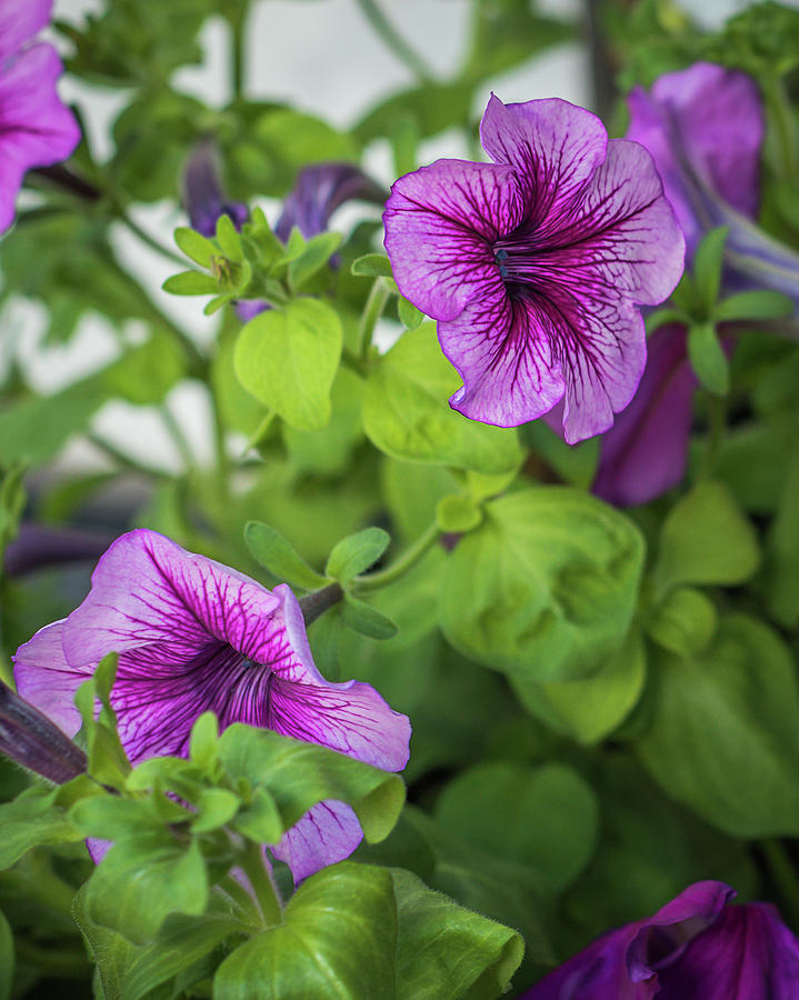 varigated Pink Petunias Photograph by Yeates Photography