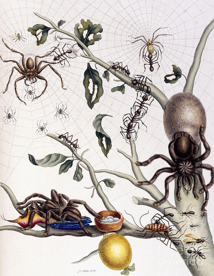 Various Arachnids from South America, 1726  Drawing by Maria Sibylla Graff Merian
