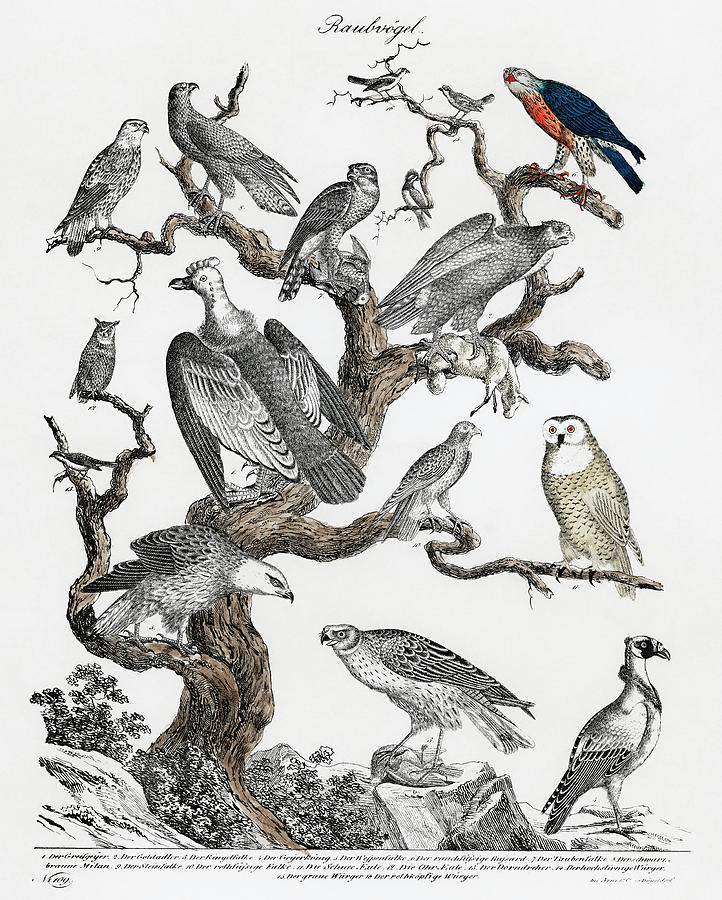 Various birds of prey perched on a tree Drawing by Vincent Monozlay