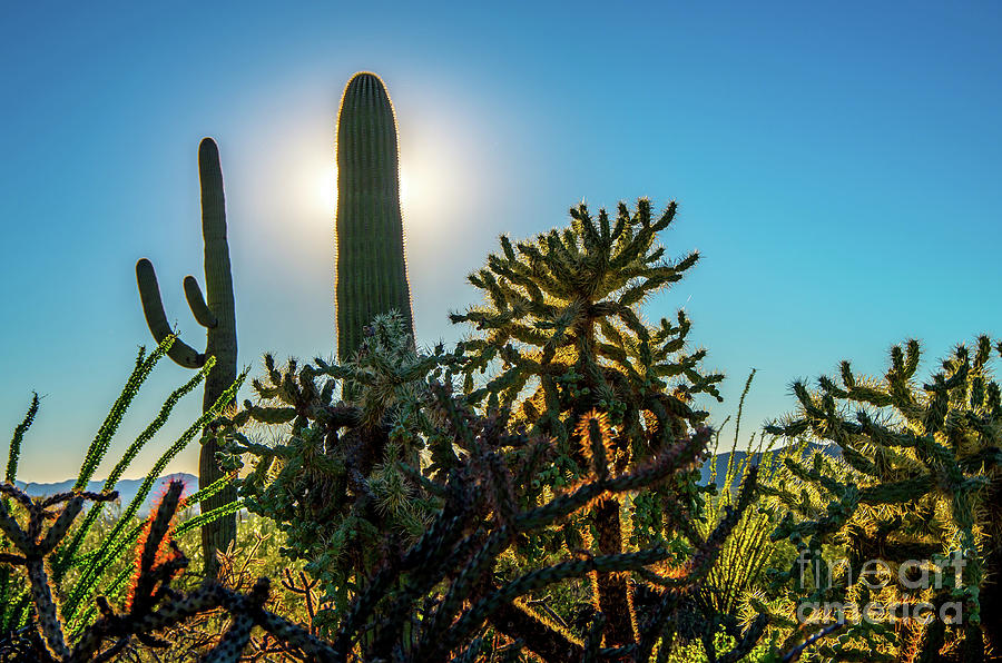 Various Cactus Photograph by Stephen Whalen