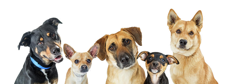 Dog Photograph - Various Dogs Horizontal Web Banner by Good Focused