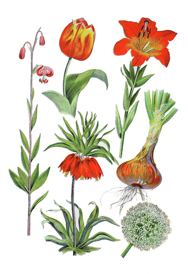 Various Flowers Drawing by Heinz Tschanz-Hofmann