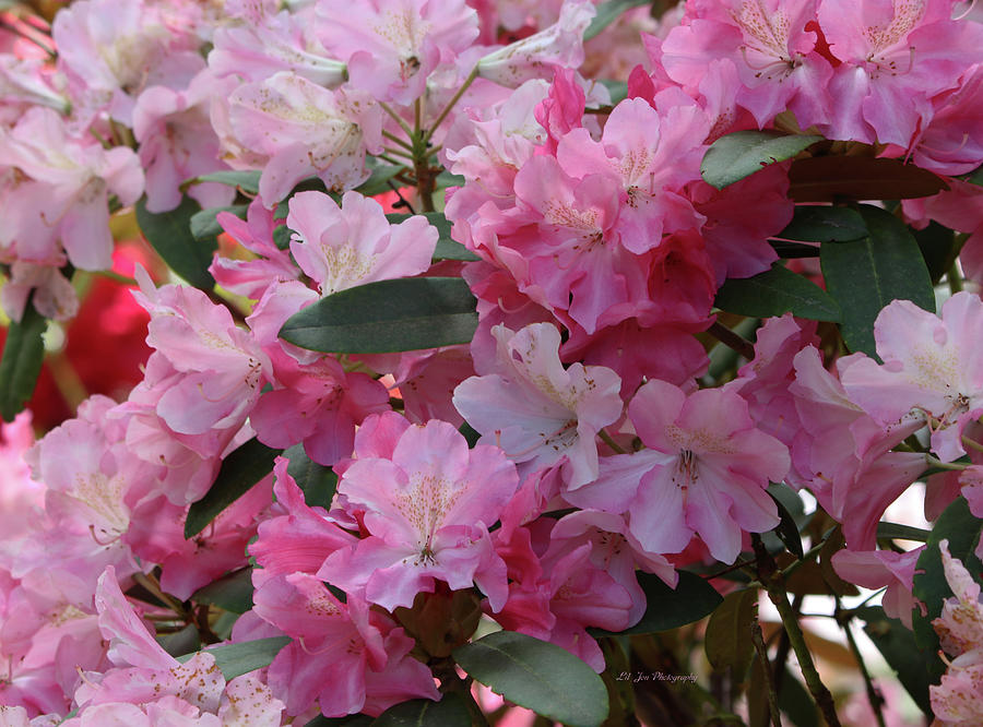 Nature Photograph - Various Pink Rhododendrons by Jeanette C Landstrom