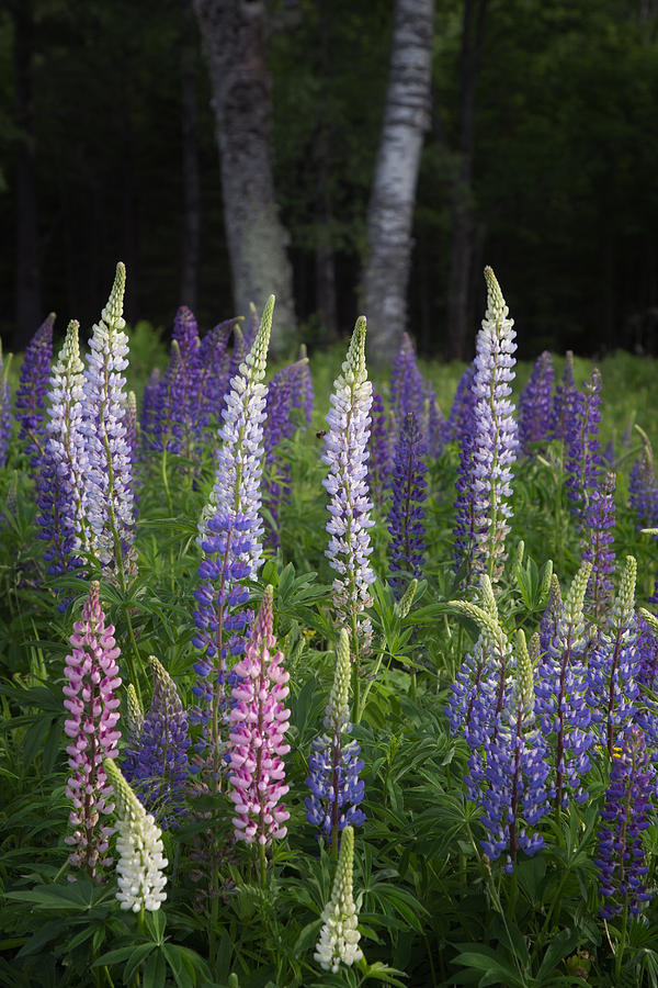 Various Shades of Lupines Photograph by Darylann Leonard Photography