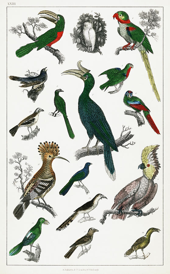 Various type of birds Drawing by Vincent Monozlay