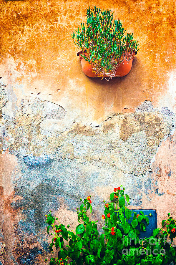 Vase on decayed wall Photograph by Silvia Ganora