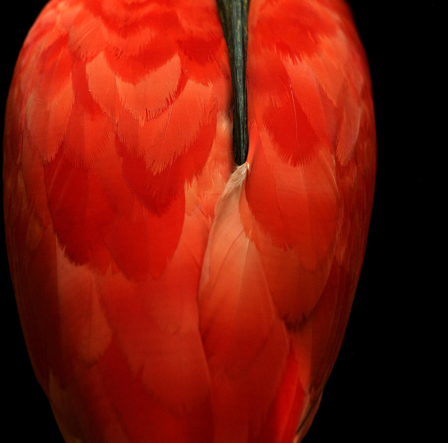 Vase-shaped bird Photograph by Emanuel Tanjala
