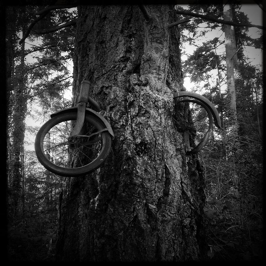 Vashon Bike Tree Photograph