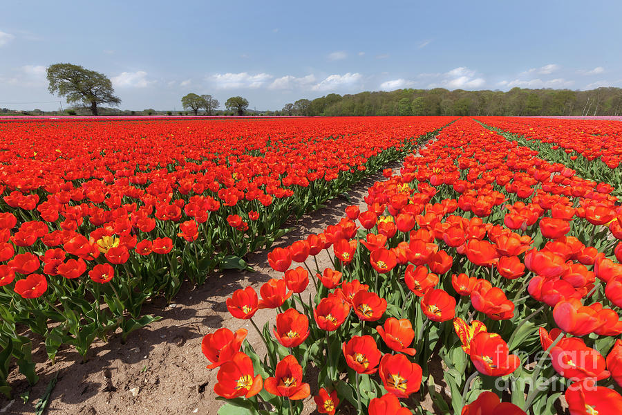 Vast red tulip fields in England Photograph by Simon Bratt