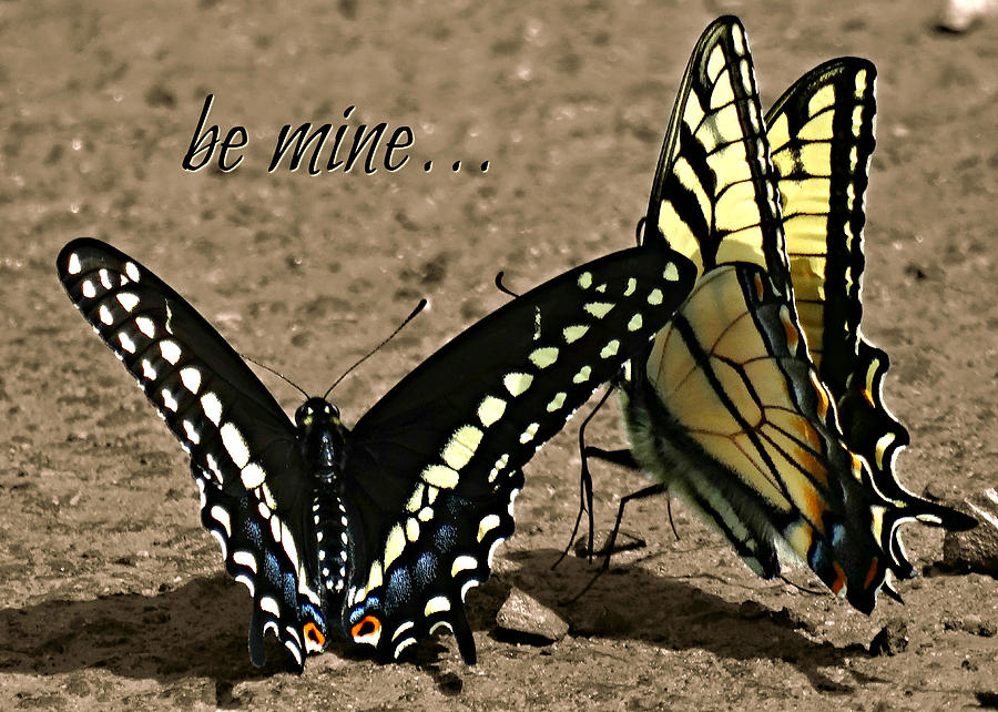 Butterfly Photograph - VD Butterflies by Dark Whimsy