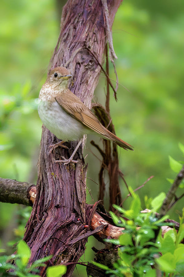 Veery 2018 Photograph by Bill Wakeley