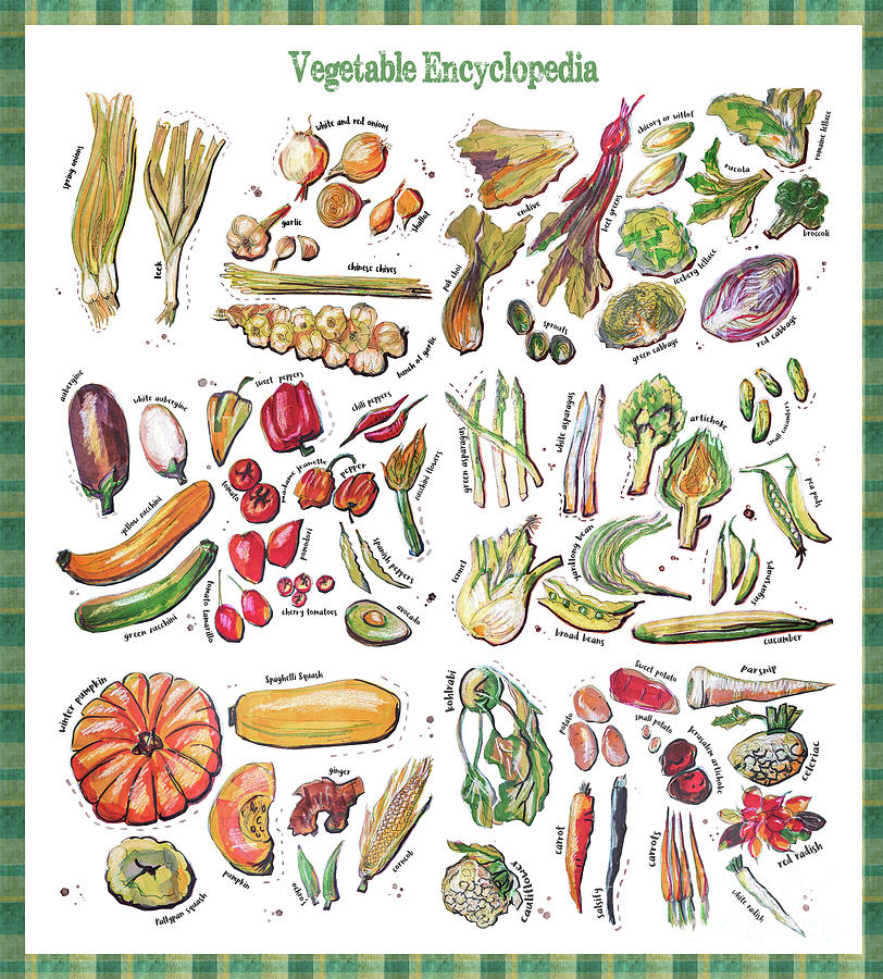 Vegetable Encyclopedia Drawing