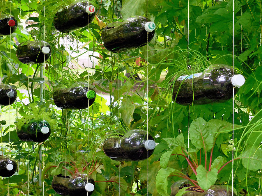 Spring Painting - Vegetable growing in used water bottle 4 by Jeelan Clark