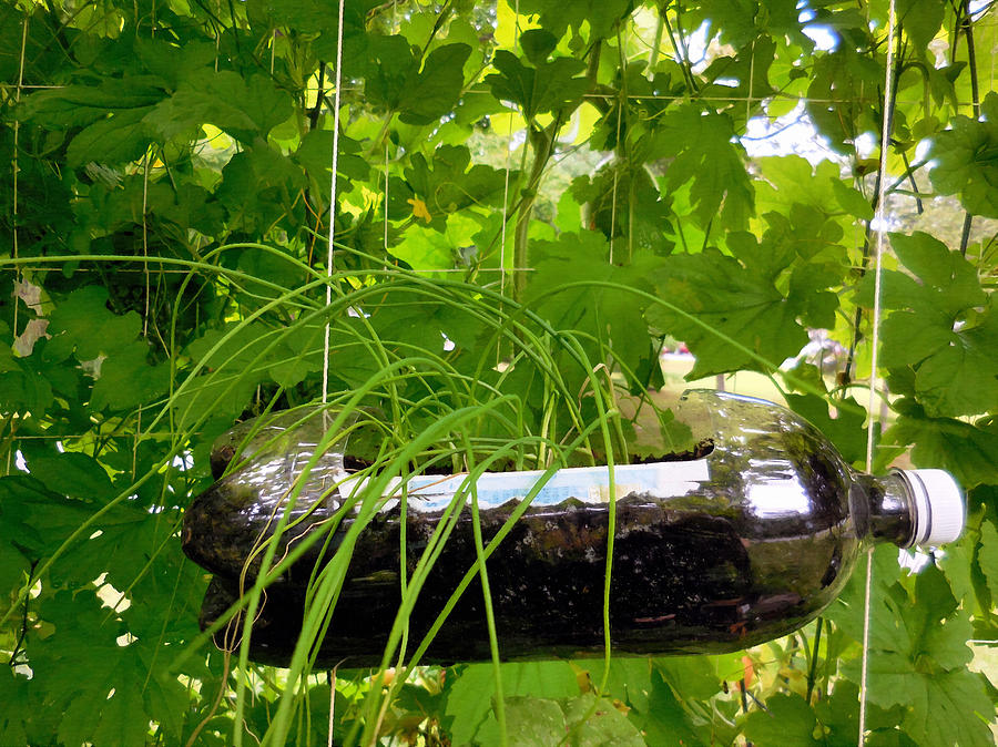 Vegetable growing in used water bottle 6 Painting by Jeelan Clark