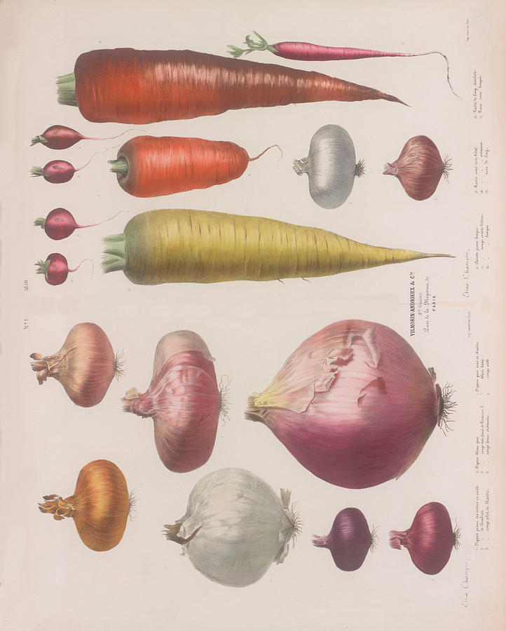 Vegetable Paint Art Wall. Red Oignons, White Oignons, Carot, White Carot For Home Decor. Vintage Pos Drawing