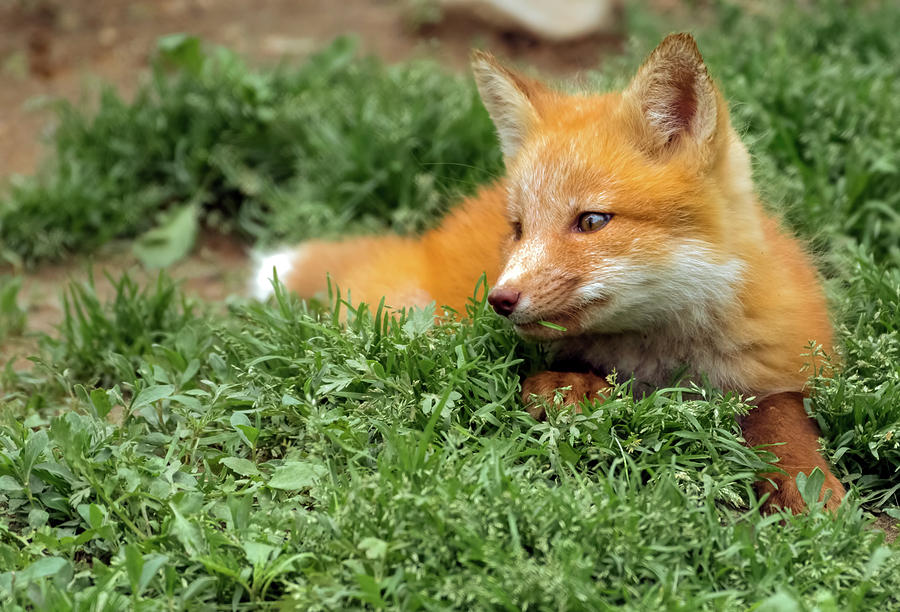 Vegetarian Fox Cub Photograph by Sam Rino