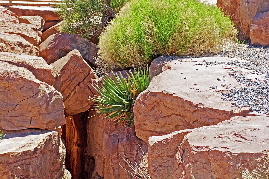 Vegetation in the Rocks at Eagle Point in Grand Canyon West, Arizona  Photograph by Ruth Hager