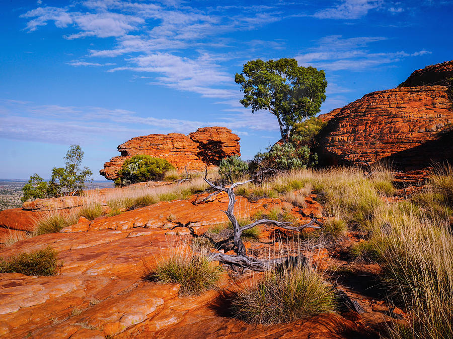 Vegetation On Kings Canyon Rim - Northern Territory, Australia 