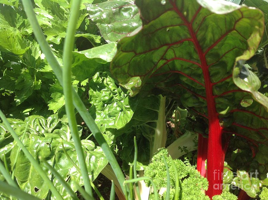Vegetable Photograph - Vibrant Veggie Patch by By Divine Light