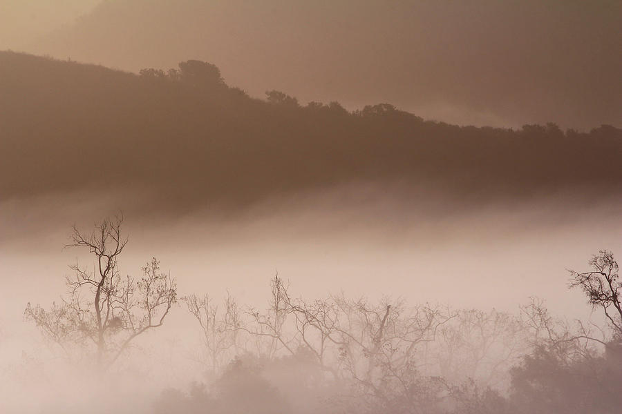 Veil of Fog Photograph by Robin Street-Morris