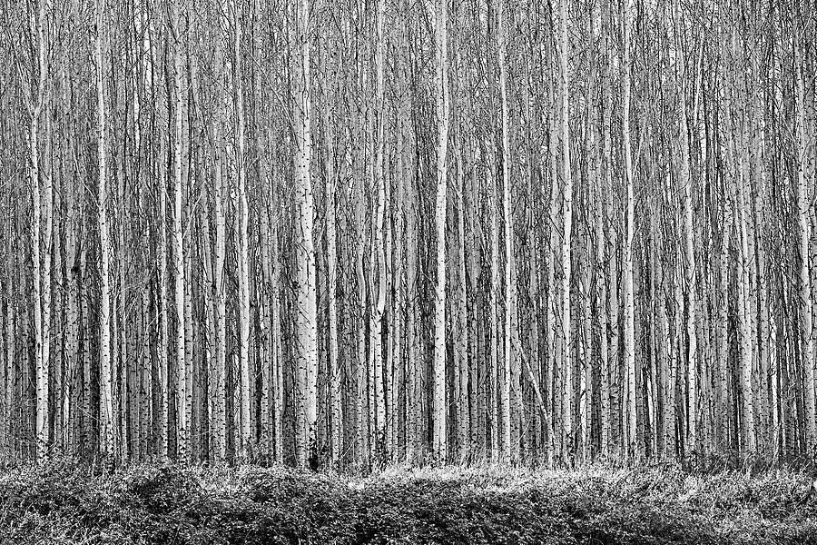 Veil of Wood in Black and White Photograph by David Lunde