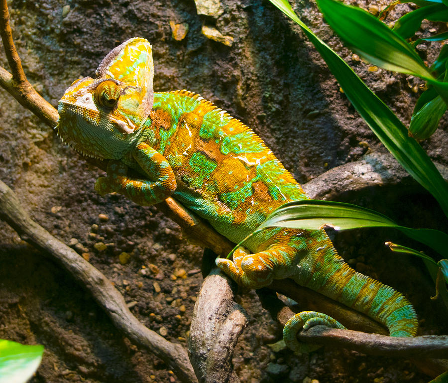 Veiled Chameleon Photograph by Mike Poorman - Fine Art America