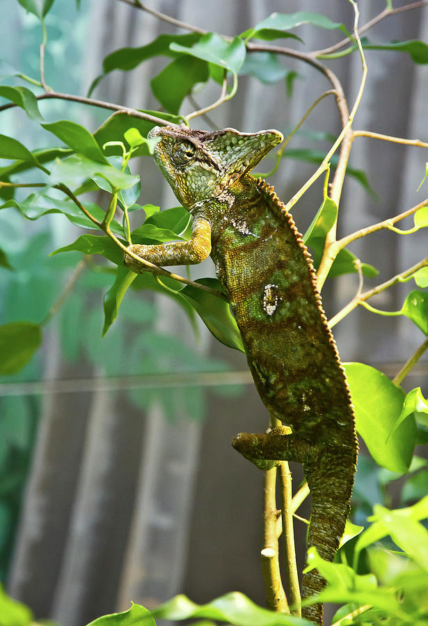 Reptile Photograph - Veiled Chameleon by Miroslava Jurcik