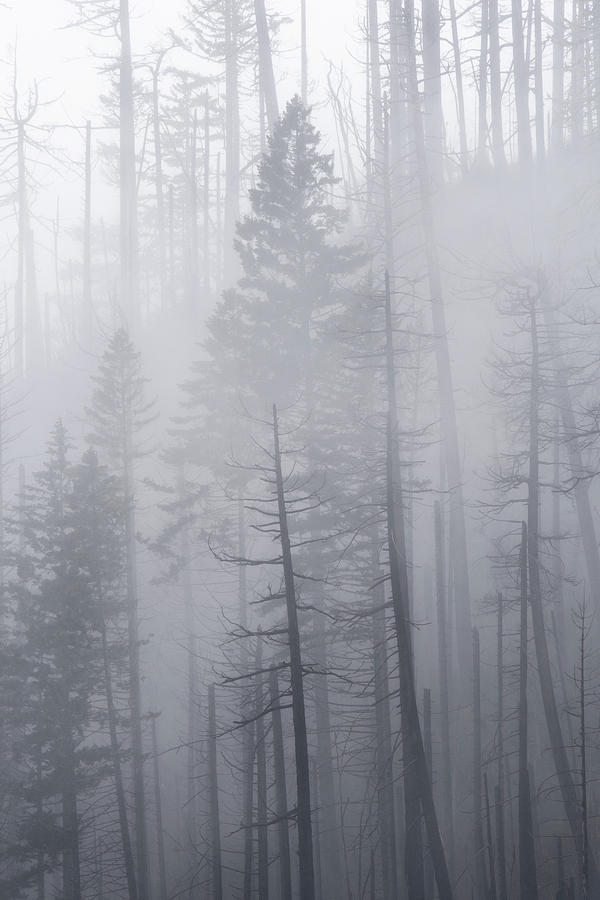 Tree Photograph - Veiled in Mist by Dustin LeFevre