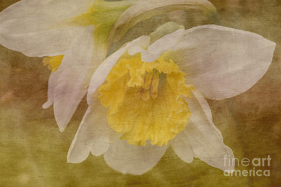 Veiled Narcissus Photograph by Arlene Carmel