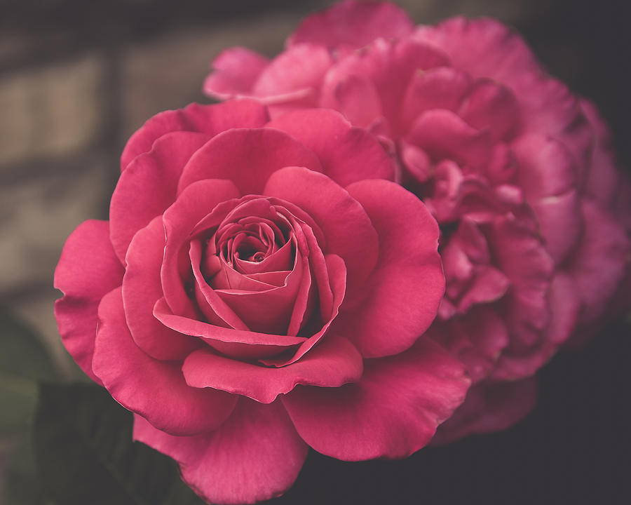 Veiled Pink Rose Photograph by Yeates Photography - Fine Art America