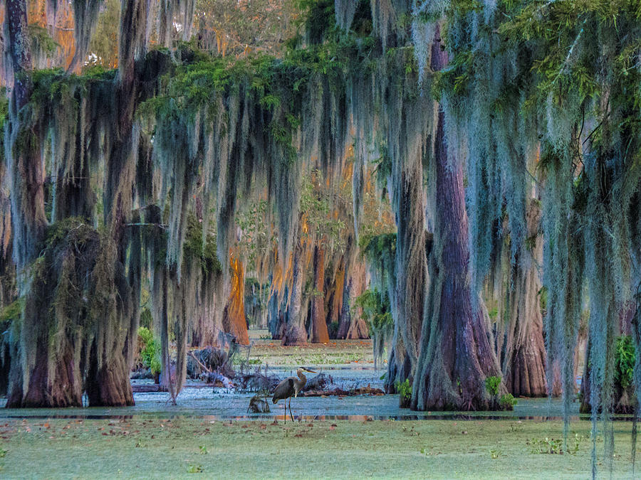 Unveiling The Secrets Of Da Swamp At Cypress Island Preserve Photograph 