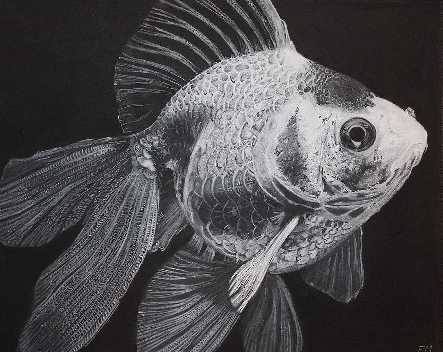 Veiltail Drawing by Paige Martin - Fine Art America