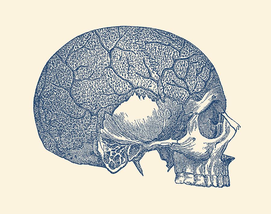 Vein and Skull - Vintage Anatomy Print Drawing by Vintage Anatomy Prints