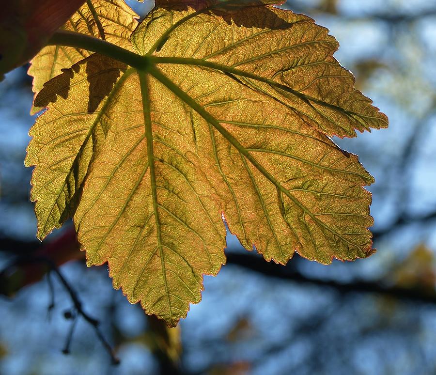 Back Lit Sycamore Leaf Veins Photograph