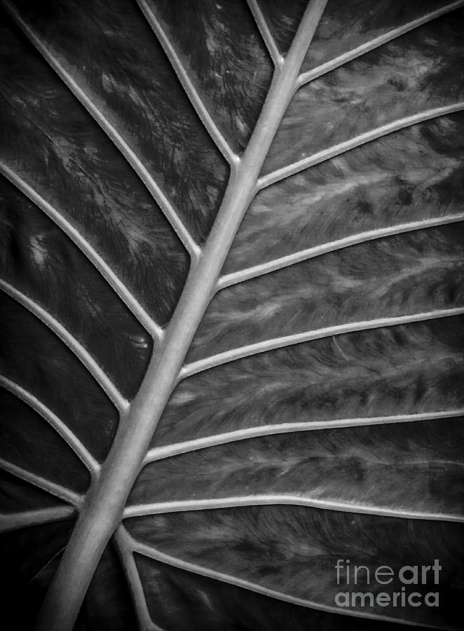 Veined Leaf - Black and White Photograph by James Aiken