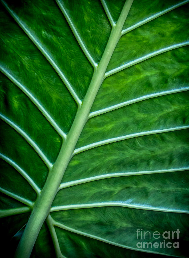 Veined Leaf Photograph by James Aiken