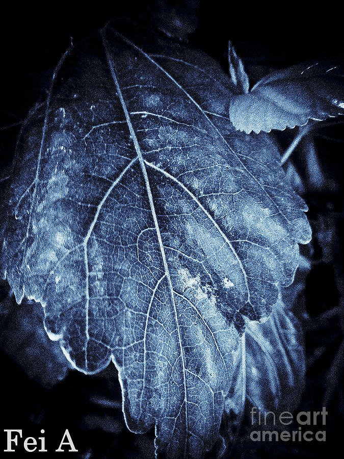 Veins Photograph by Fei A