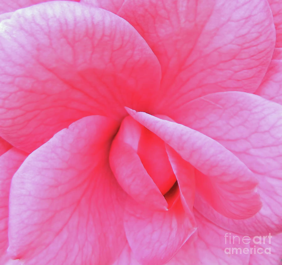 Veins In The Pink Petals Photograph by D Hackett